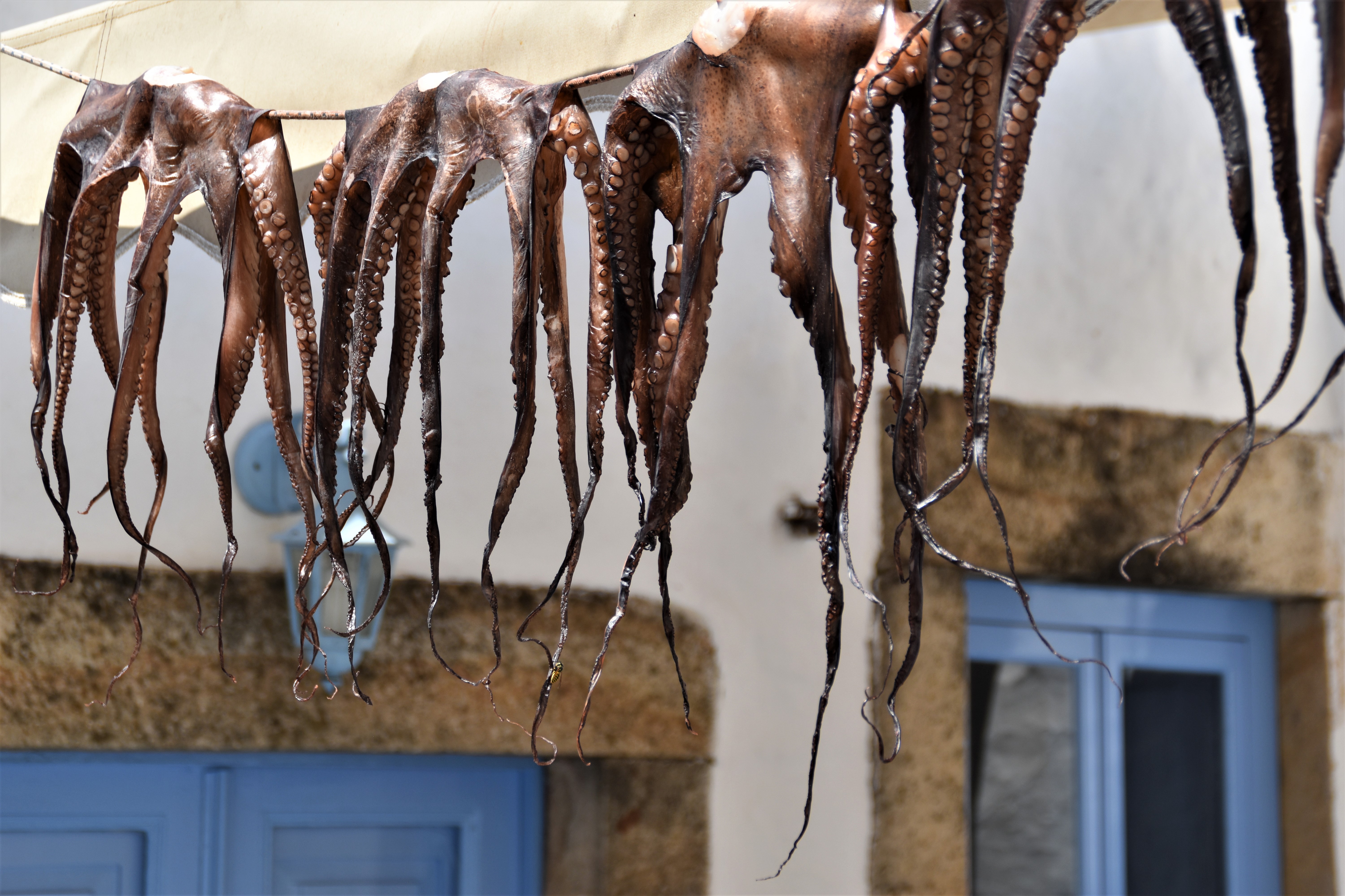 In a cloths line in the middle of a street, four octopuses are hung. In the background, the typical Greek white houses with blue doors and windows.